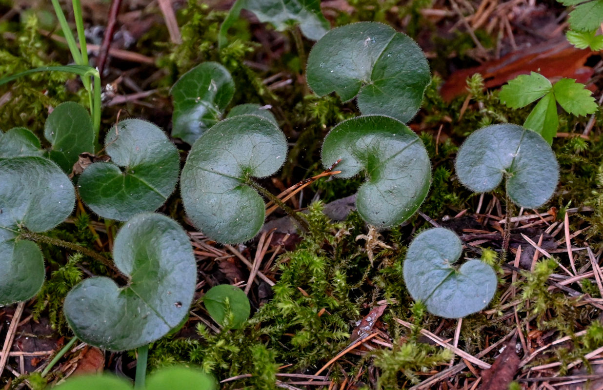 Изображение особи Asarum europaeum.