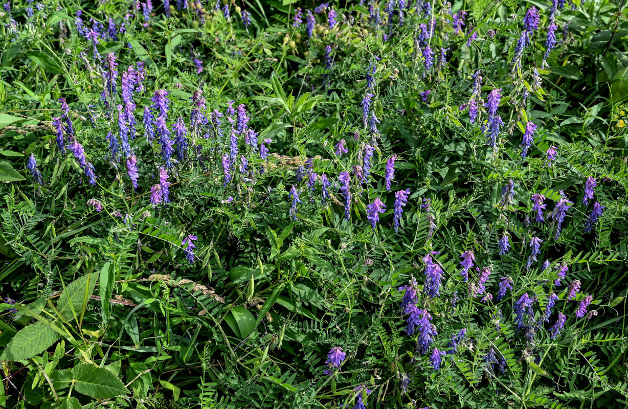 Изображение особи Vicia cracca.