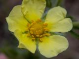 Potentilla semilaciniosa. Цветок. Крым, Южный Берег, ю-в склон горы Аю-Даг, возле туристической тропы. 25.05.2024.