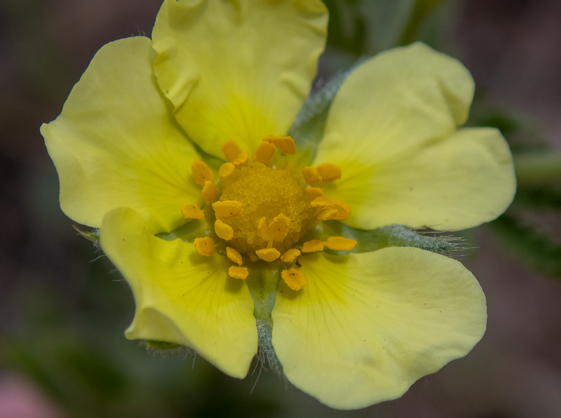 Изображение особи Potentilla callieri.