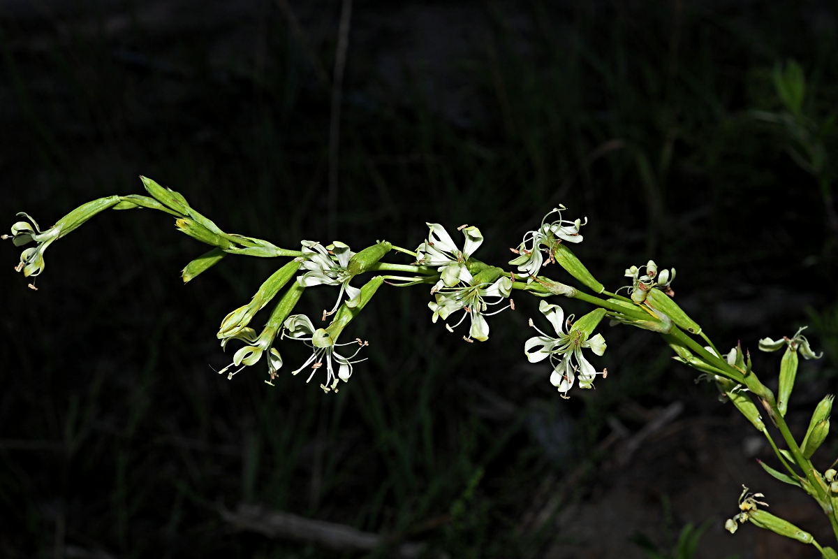 Изображение особи Silene tatarica.