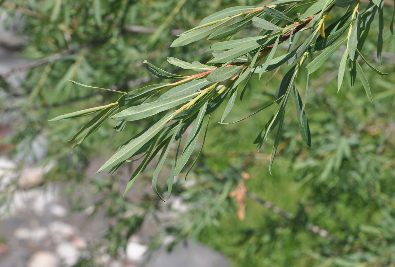 Image of Salix elbursensis specimen.