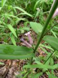 Polygonatum roseum