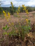 Galium verum. Цветущее растение в сообществе с Eryngium campestre. Крым, Южный Берег, окр. пос. Лесной, луг на косогоре. 26.05.2024.