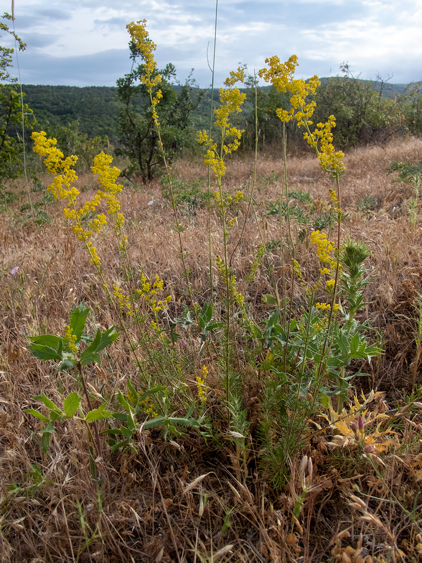 Изображение особи Galium verum.