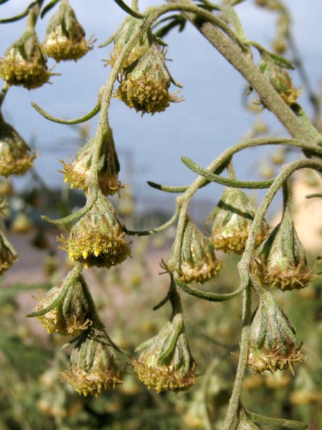 Изображение особи Artemisia sieversiana.