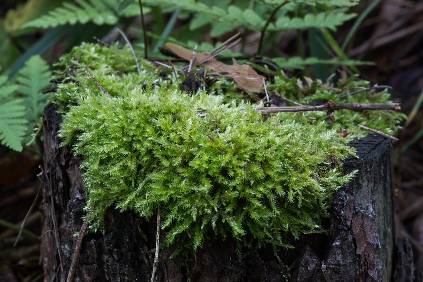 Image of familia Brachytheciaceae specimen.