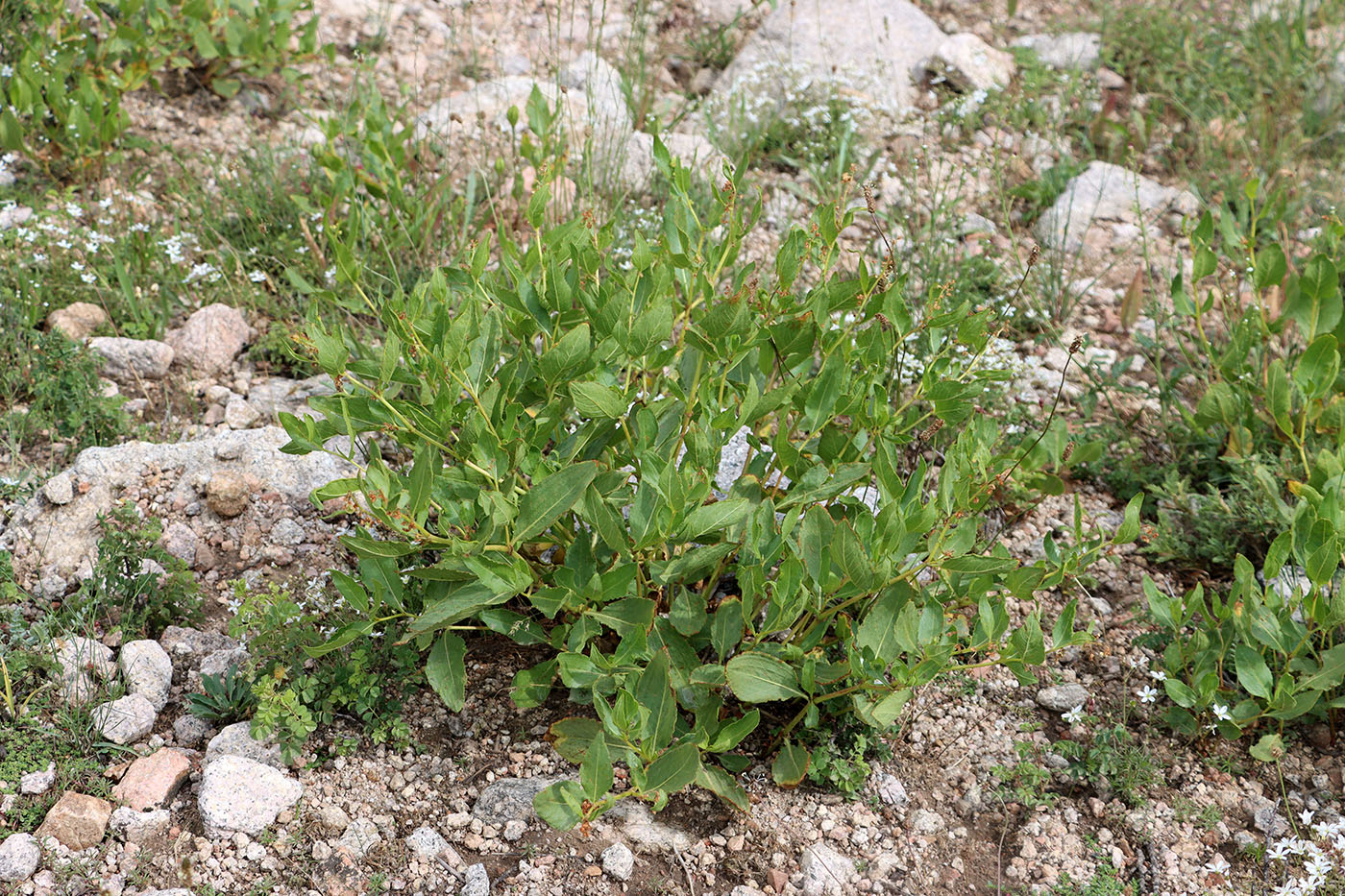 Image of Aconogonon hissaricum specimen.