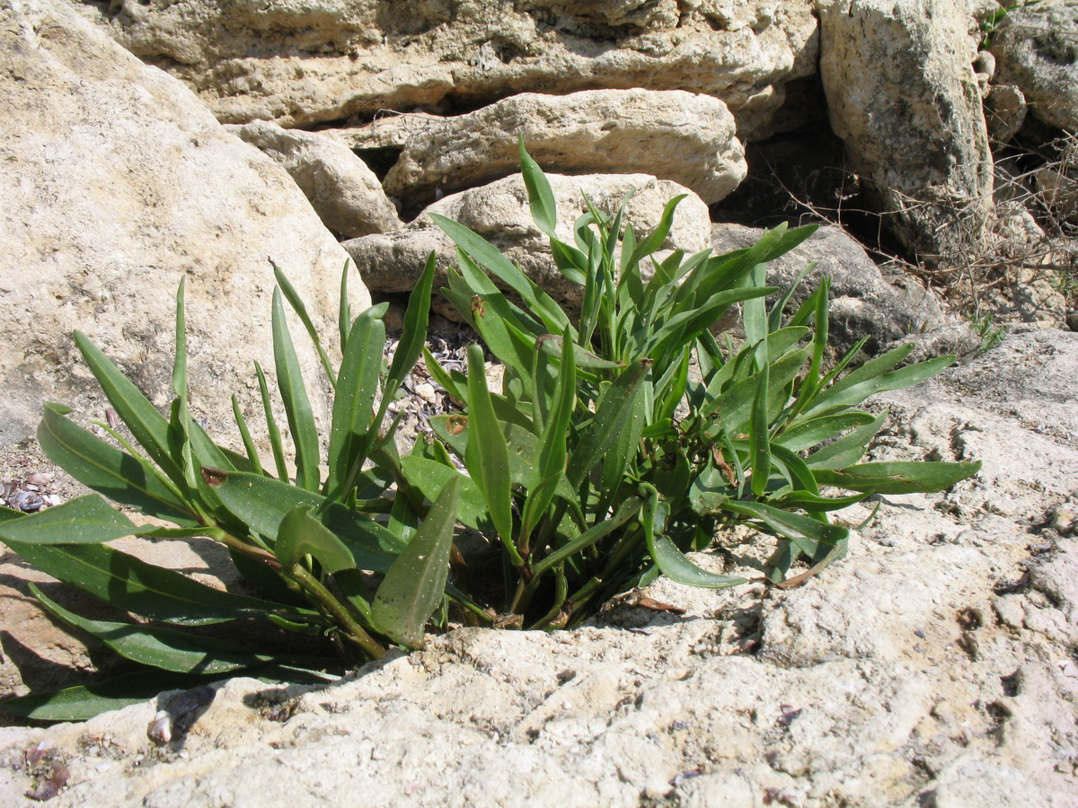 Изображение особи семейство Polygonaceae.