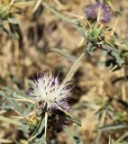 Centaurea iberica. Верхушка побега с цветущим и развивающимся соцветиями. Узбекистан, Ферганская дол., Андижанская обл., Андижанский р-н, окр. кишлака Бутакара, адыр. 12.06.2015.