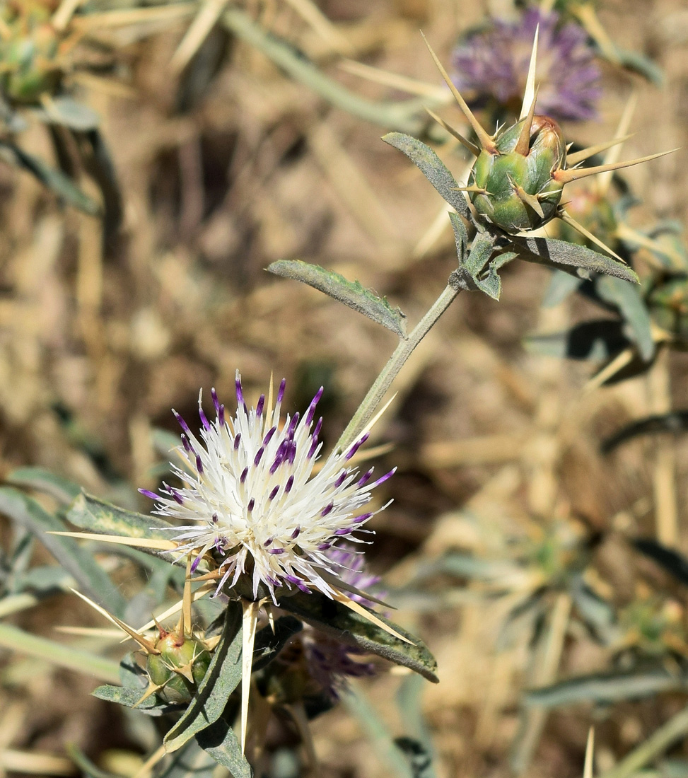 Image of Centaurea iberica specimen.