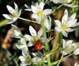 Ornithogalum ponticum. Часть соцветия с сидящей божьей коровкой. Крым, Ленинский р-н, окр. с. Курортное, степь. 12.06.2021.