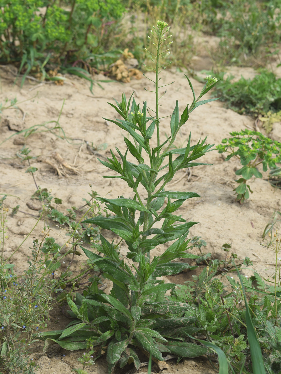 Изображение особи Camelina sylvestris.
