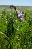 Astragalus oropolitanus