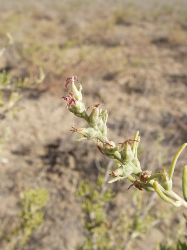 Image of Salsola arbusculiformis specimen.