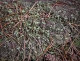 Смотреть изображение Cladonia fimbriata