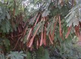 Смотреть изображение Leucaena leucocephala