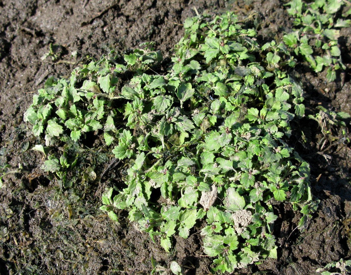 Image of Veronica polita specimen.