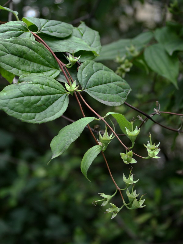 Изображение особи Philadelphus coronarius.