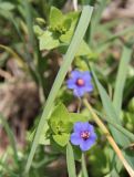 Anagallis arvensis