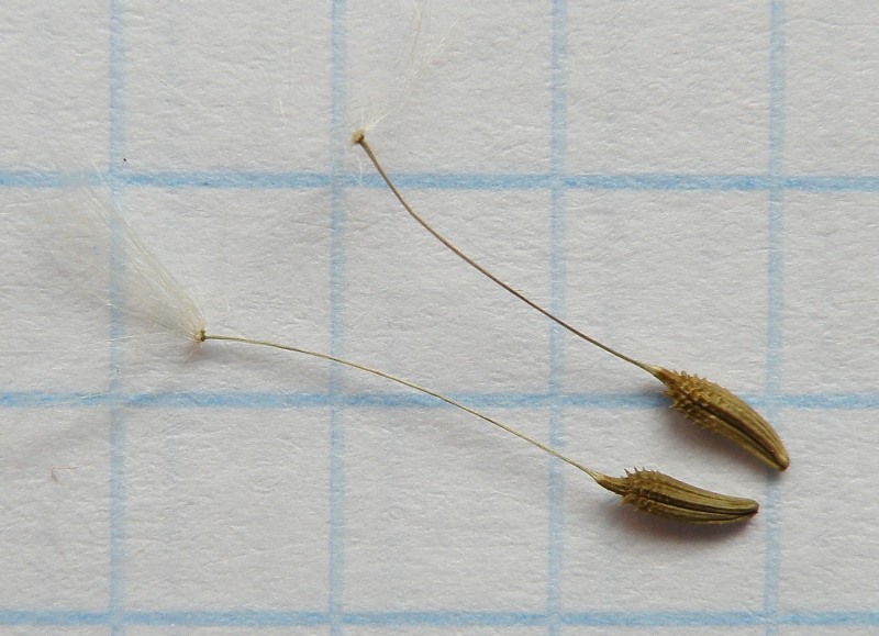 Image of genus Taraxacum specimen.