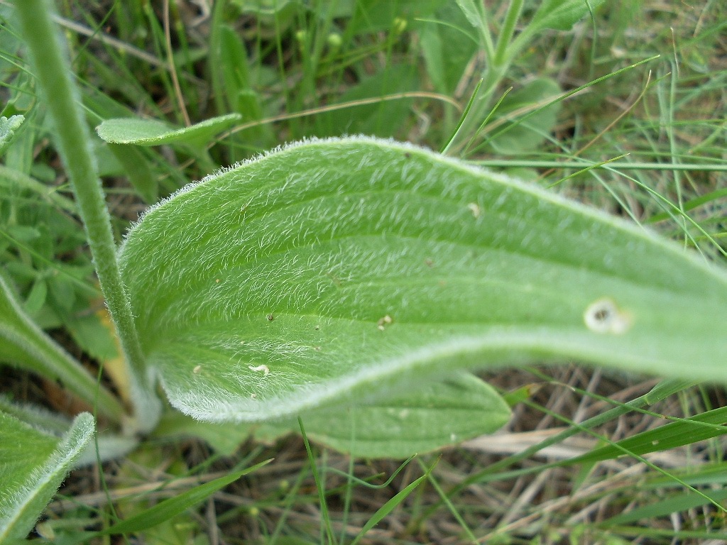 Image of Plantago urvillei specimen.