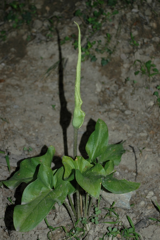 Image of Arum korolkowii specimen.