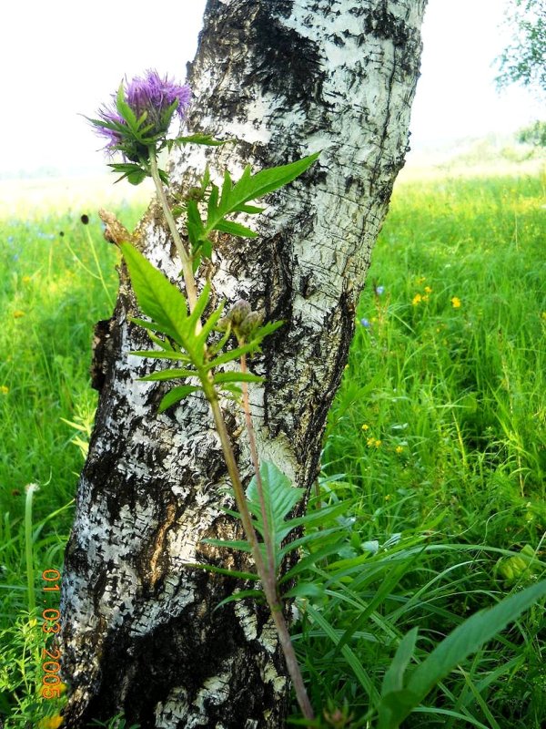 Image of Serratula coronata specimen.