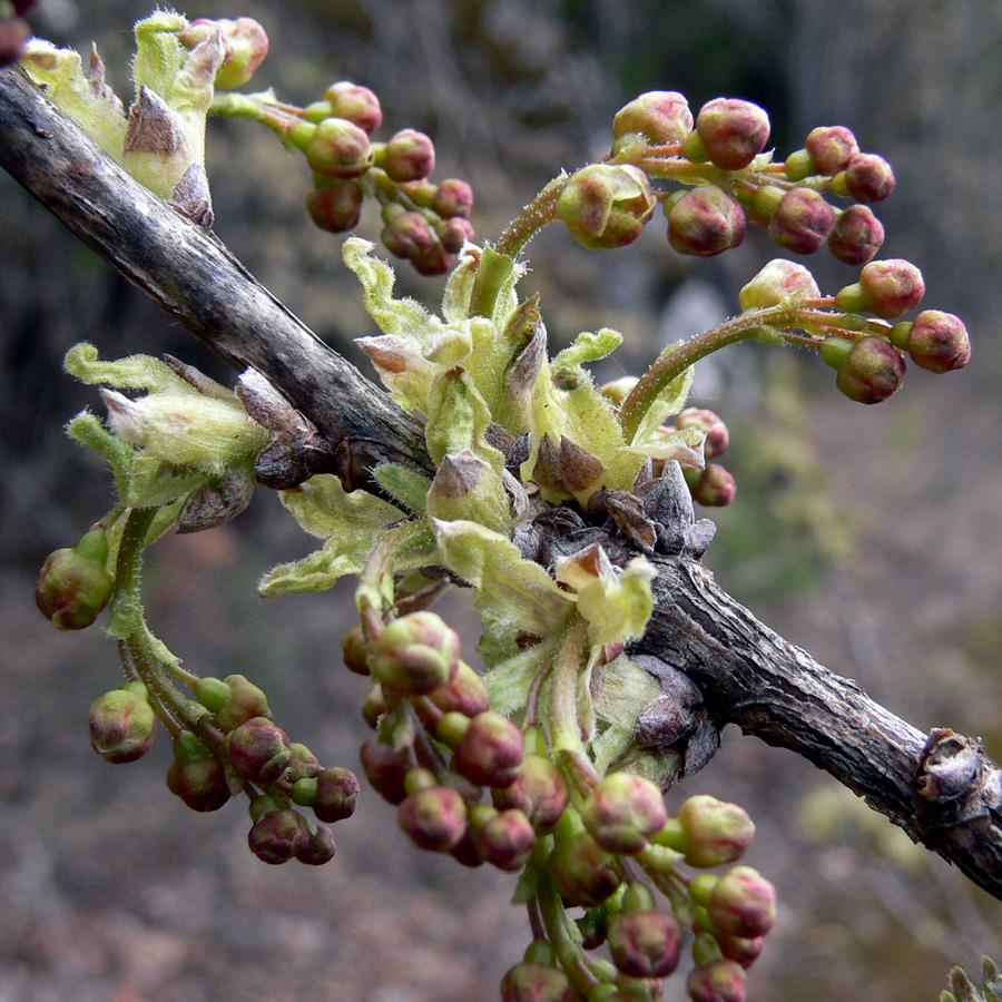 Изображение особи Ribes hispidulum.