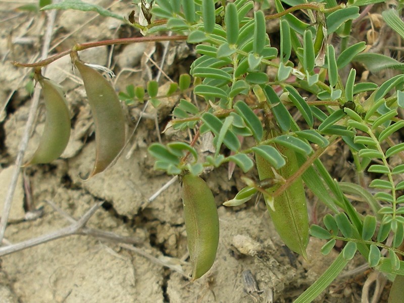 Изображение особи Astragalus guttatus.