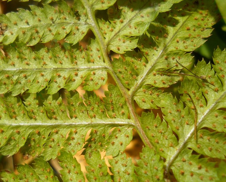 Image of Dryopteris carthusiana specimen.