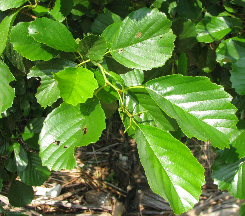 Изображение особи Alnus glutinosa.