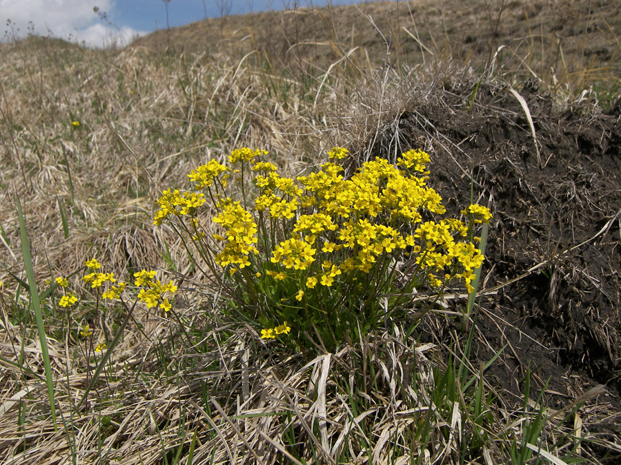 Изображение особи Draba sibirica.