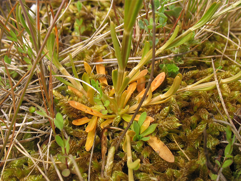 Изображение особи Centaurium littorale.