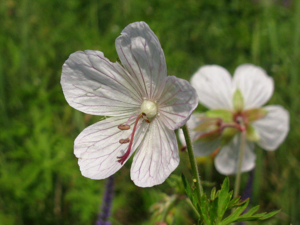 Image of Geranium transbaicalicum specimen.