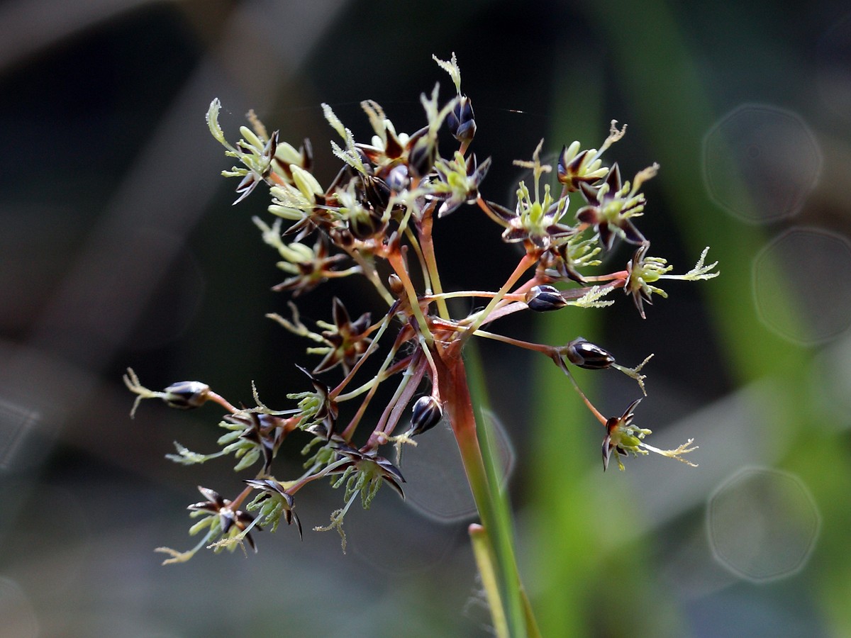 Image of Luzula pilosa specimen.