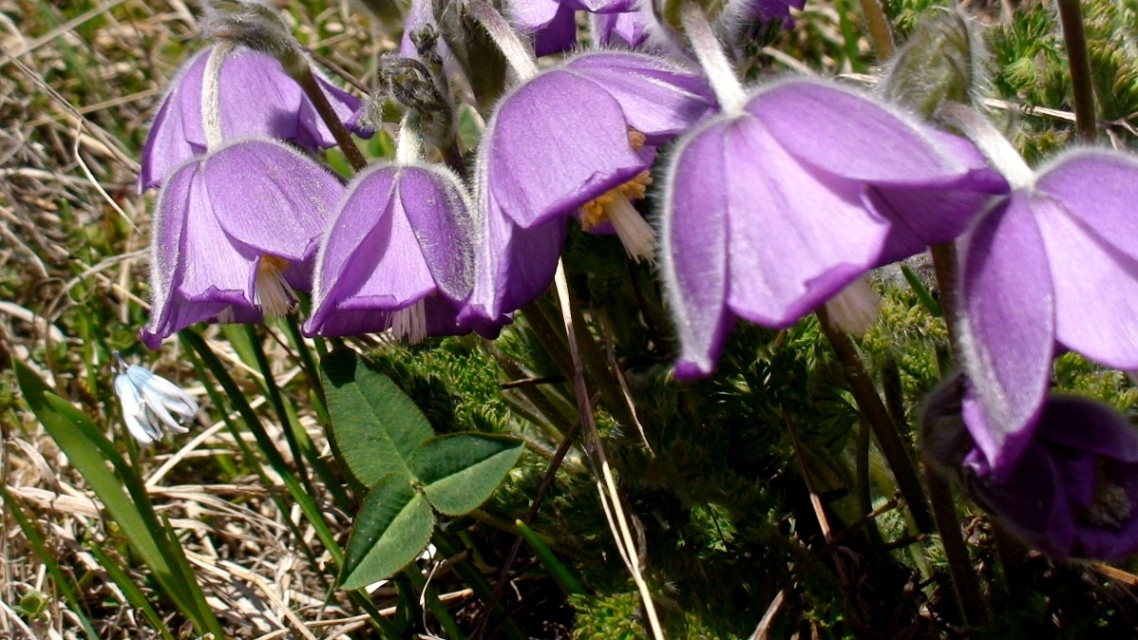 Image of Pulsatilla violacea specimen.