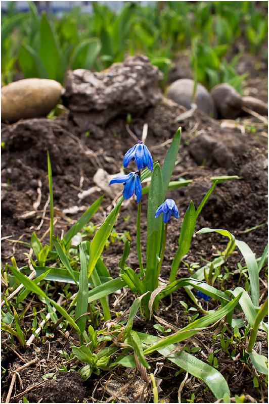 Изображение особи Scilla siberica.