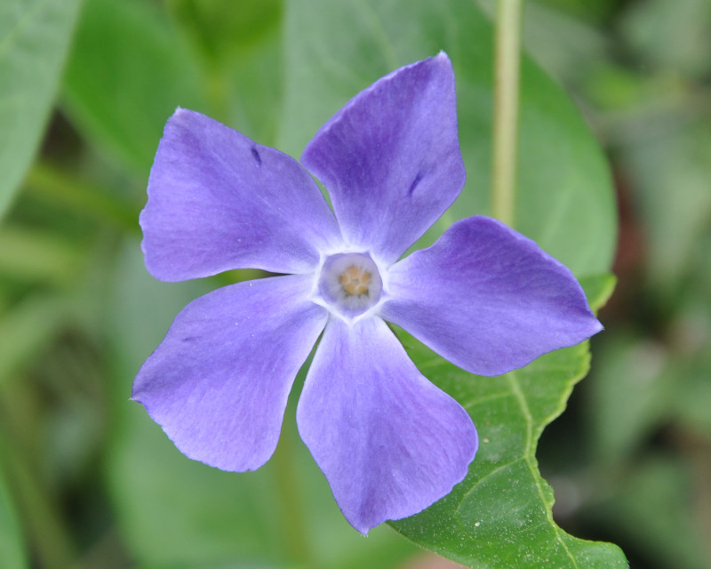 Image of Vinca major specimen.