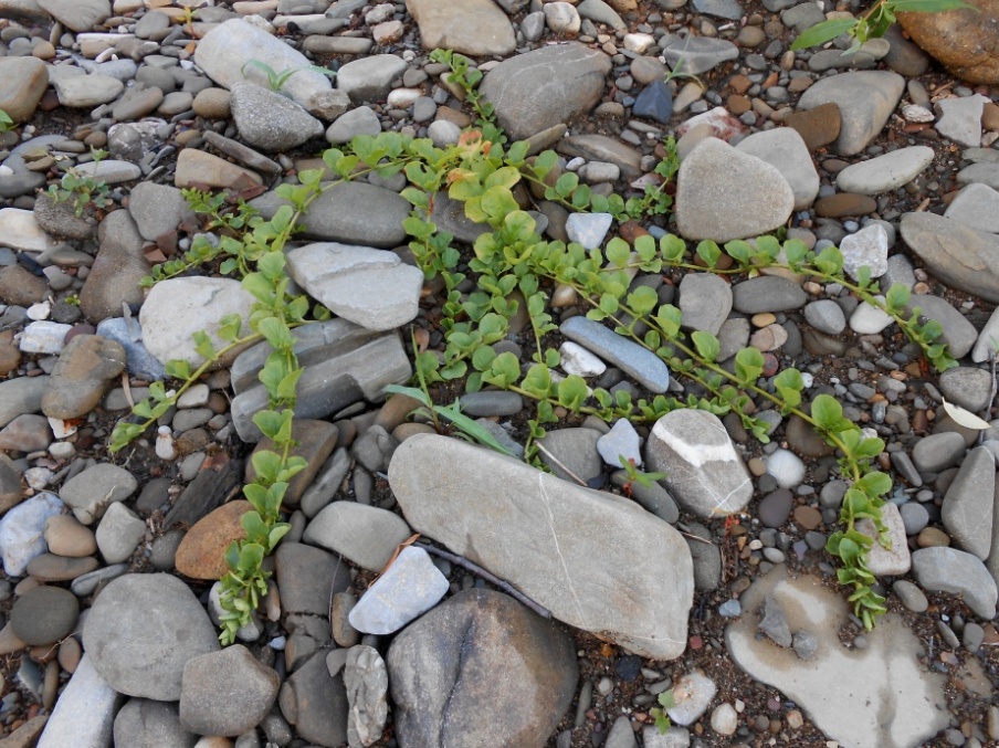 Изображение особи Lysimachia nummularia.