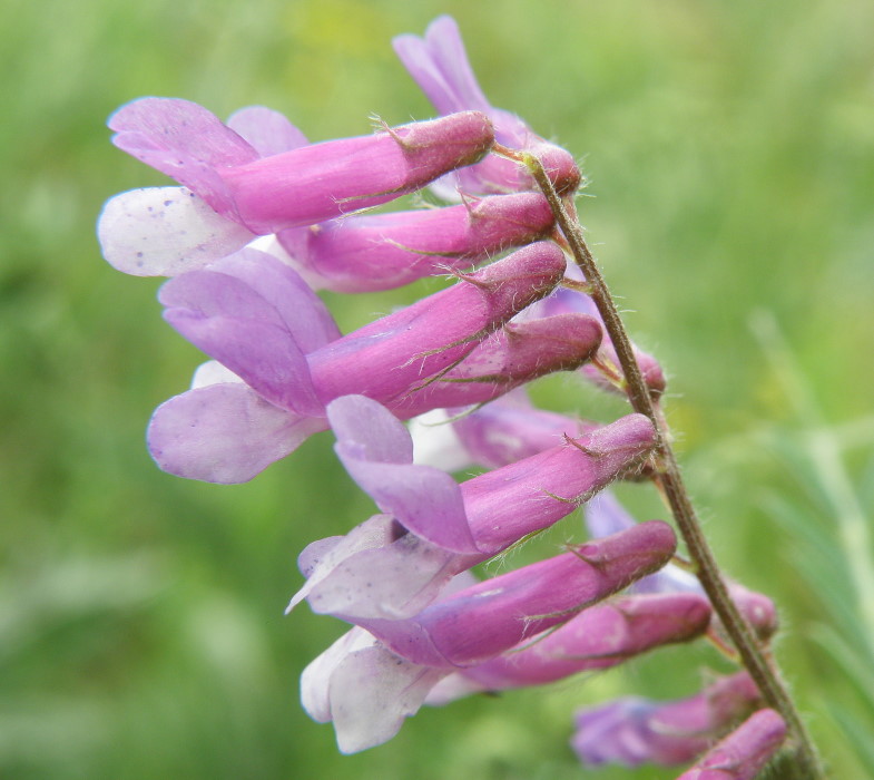 Image of Vicia villosa specimen.