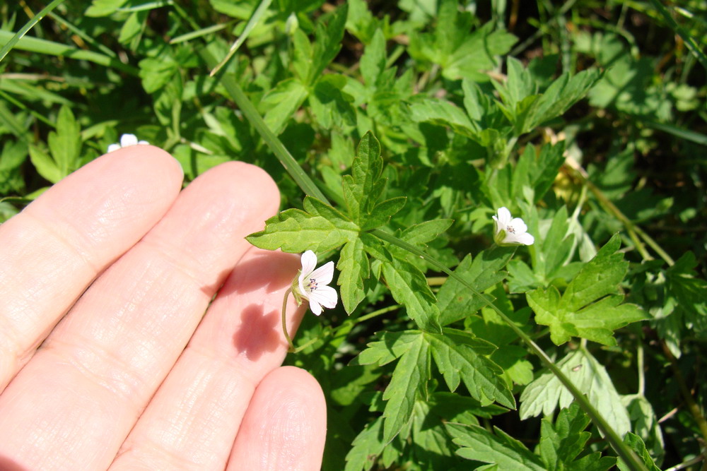 Изображение особи Geranium sibiricum.