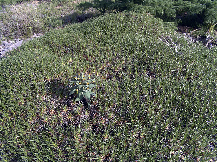 Image of Acantholimon alberti specimen.