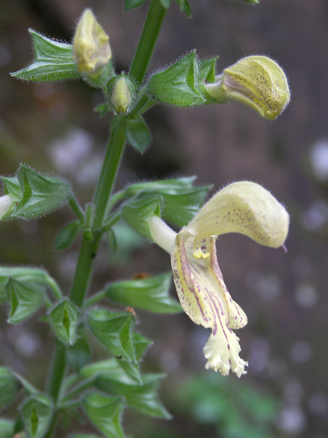 Изображение особи Salvia glutinosa.