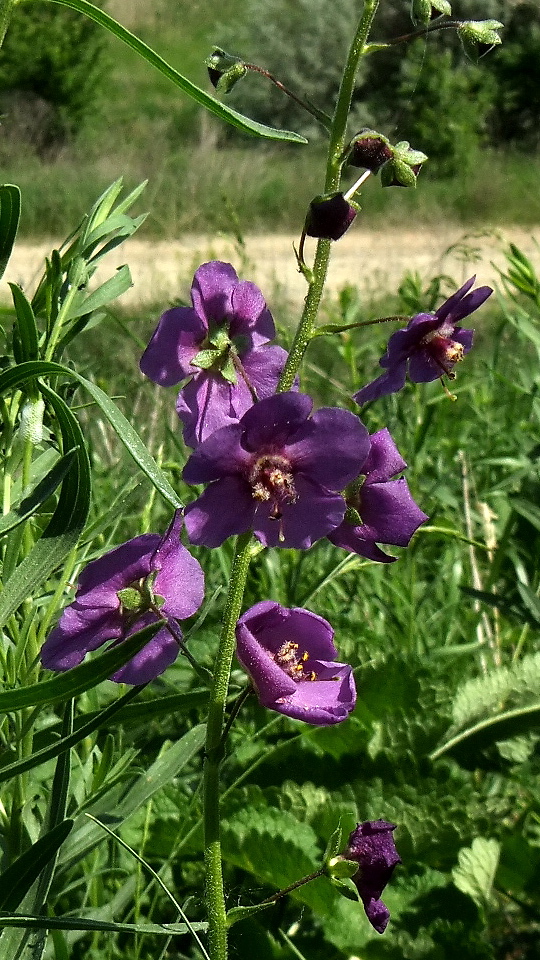 Image of Verbascum phoeniceum specimen.