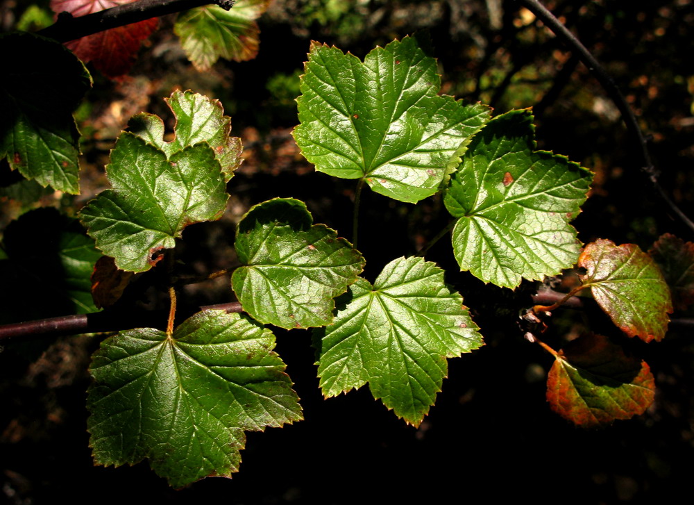 Image of Ribes altissimum specimen.