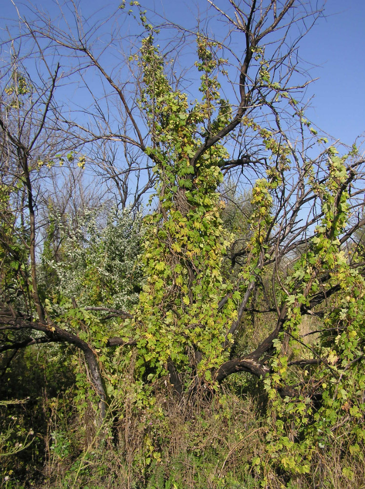 Изображение особи Humulus lupulus.