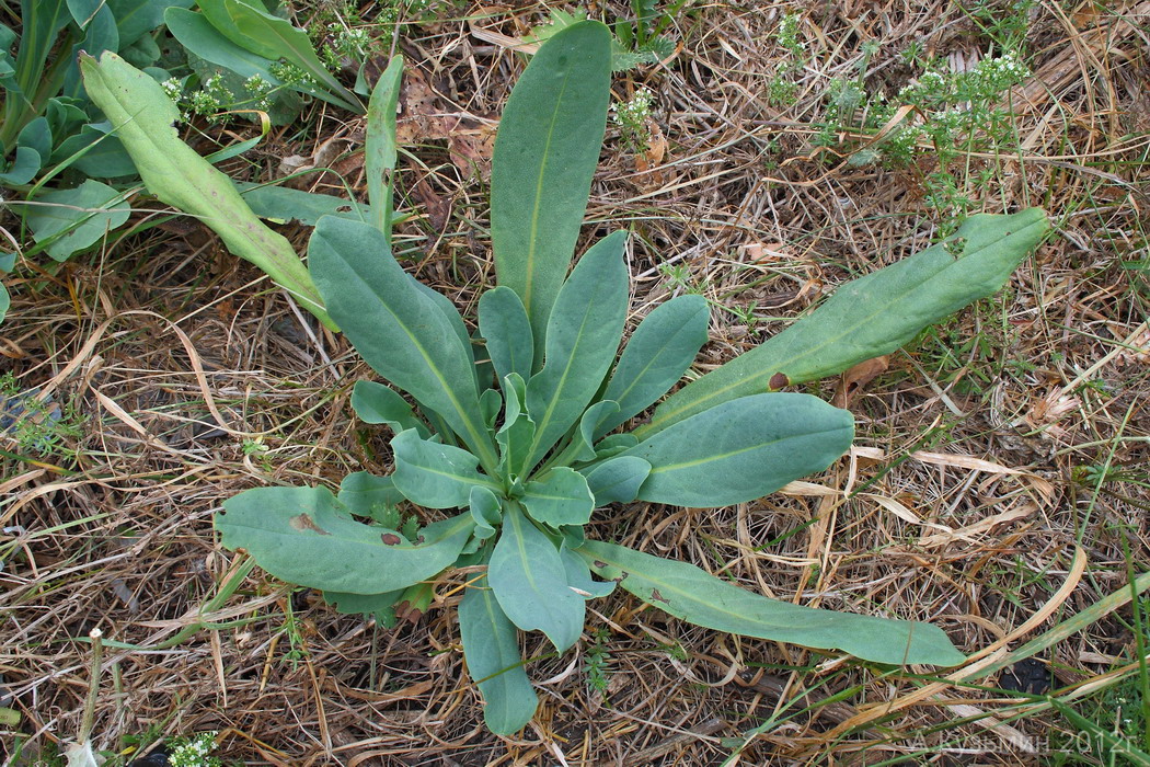 Image of Cerinthe minor specimen.