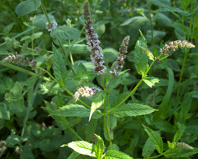 Image of Mentha spicata specimen.