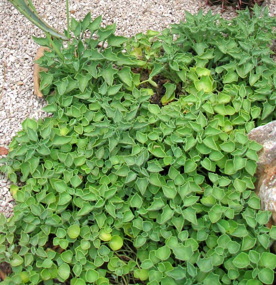 Image of Kleinia &times; kleiniiformis specimen.